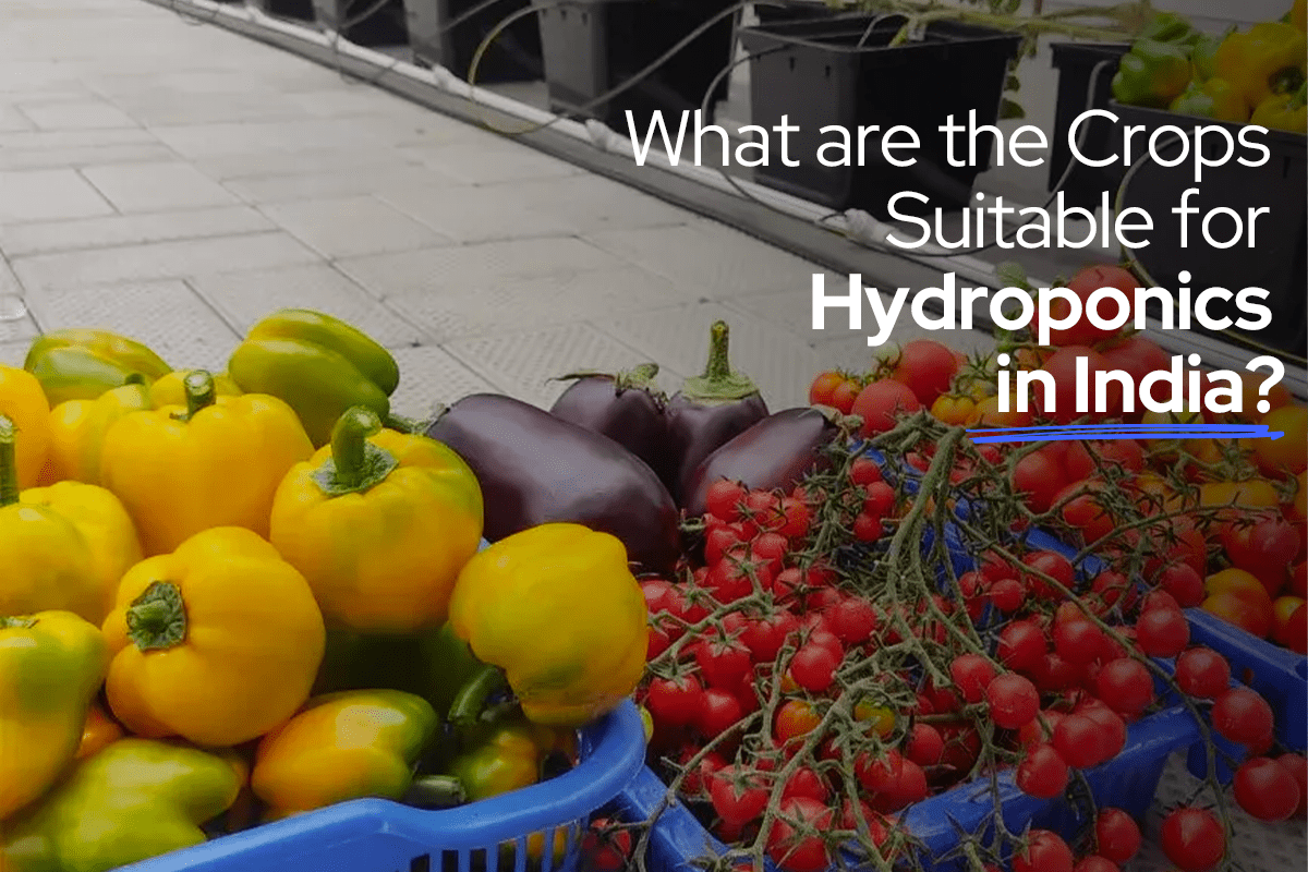 Hydroponics System Supplier in Kochi, Kerala